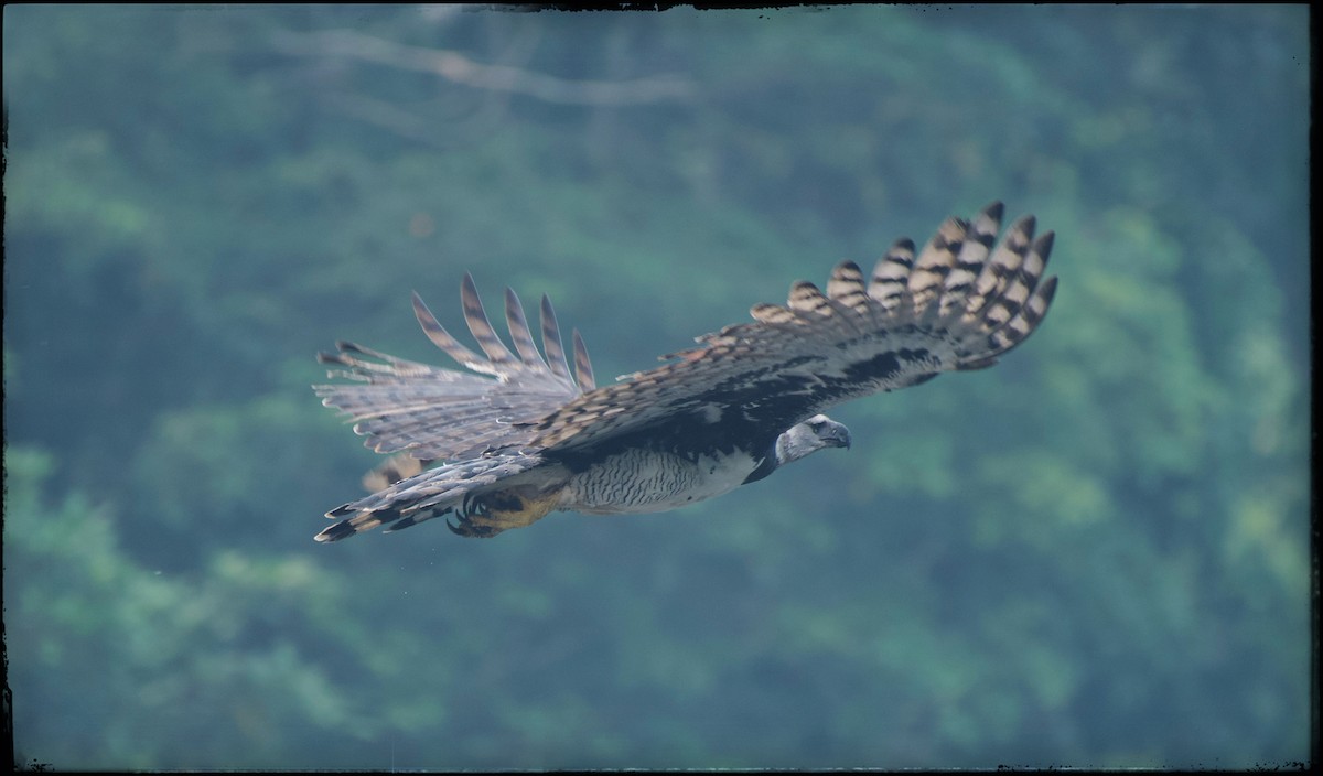 Harpy Eagle - Beto Guido Méndez