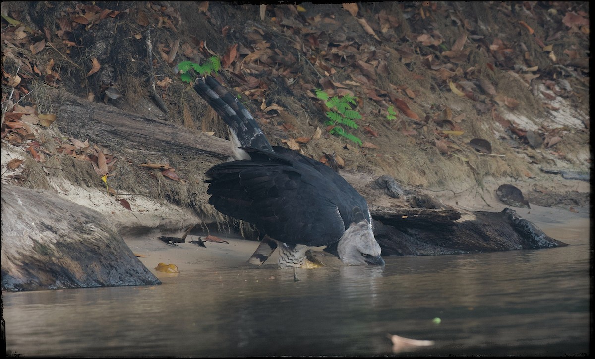 Harpy Eagle - ML623841098