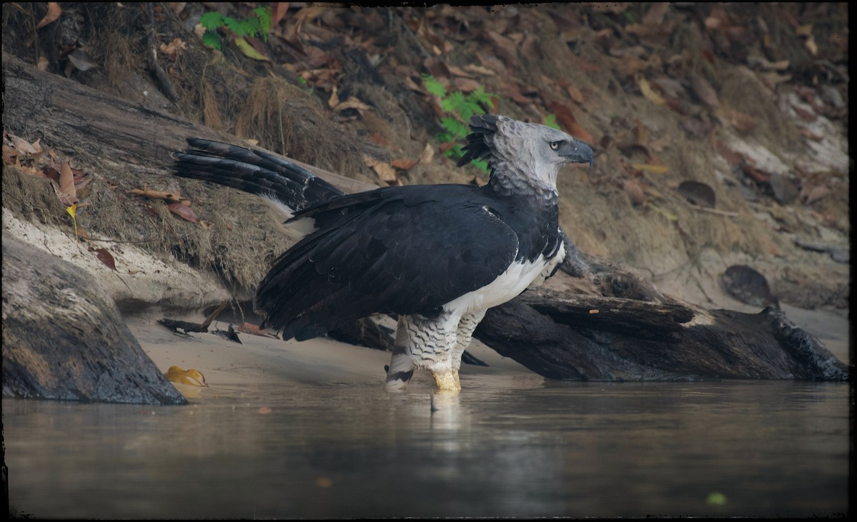 Harpy Eagle - ML623841099