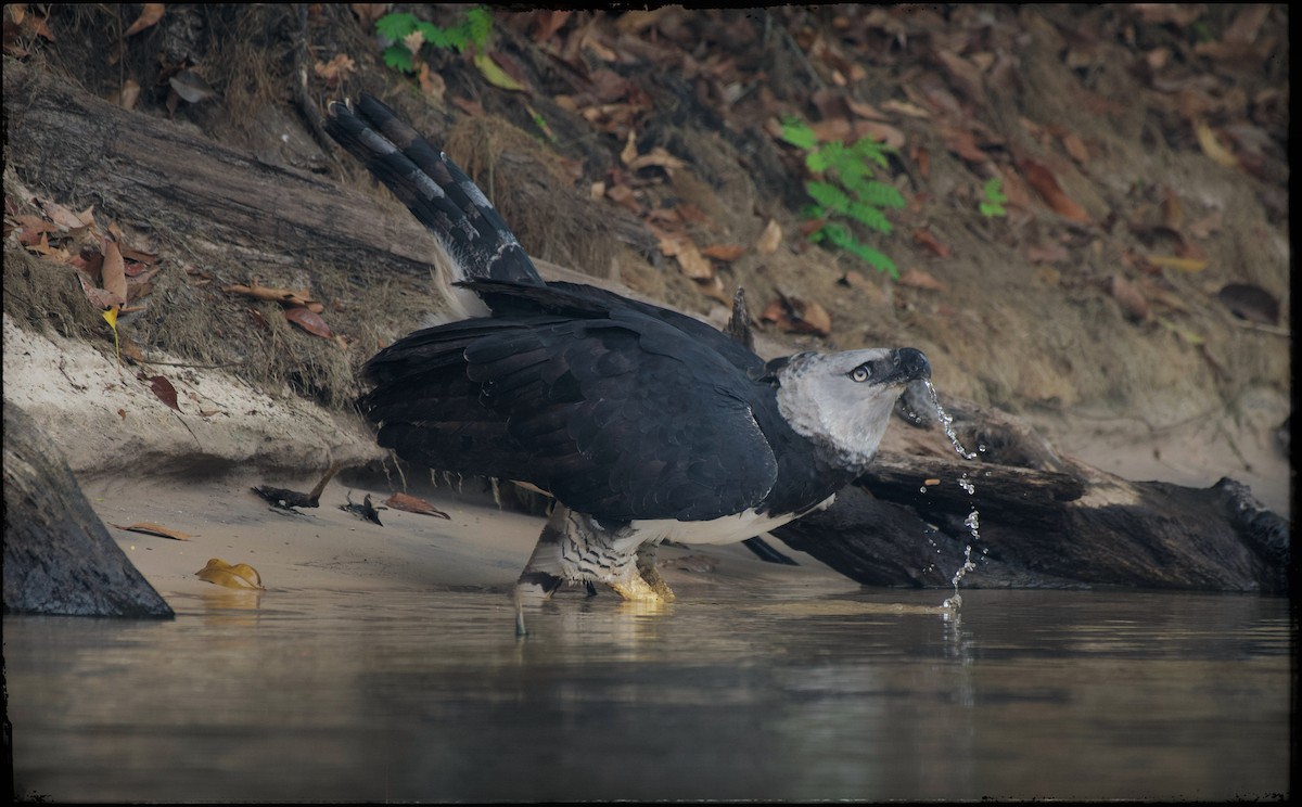 Harpy Eagle - ML623841101