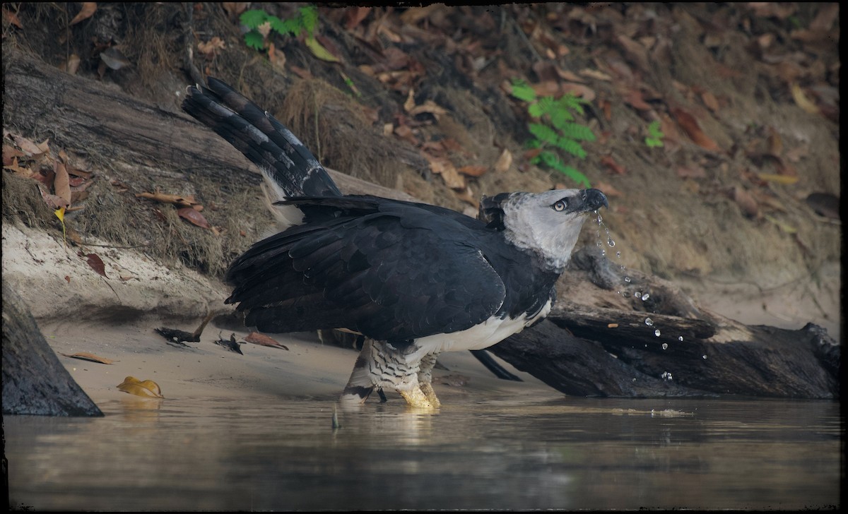 Harpy Eagle - ML623841102