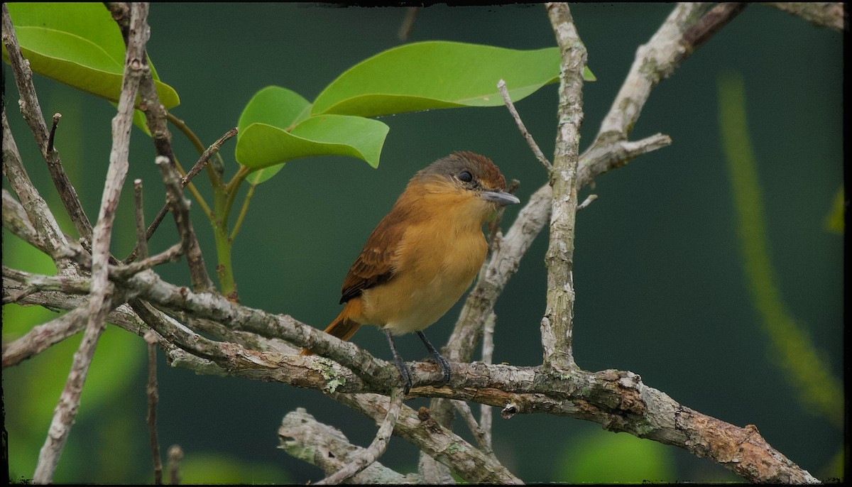 Chestnut-crowned Becard - ML623841223