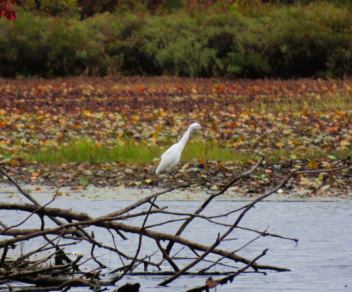 Little Blue Heron - Larry Zirlin