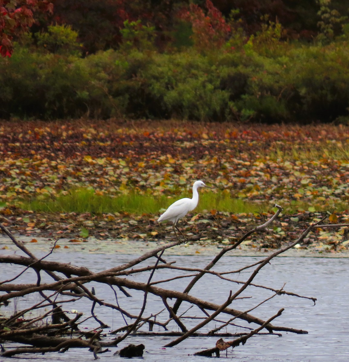 Little Blue Heron - ML623841252