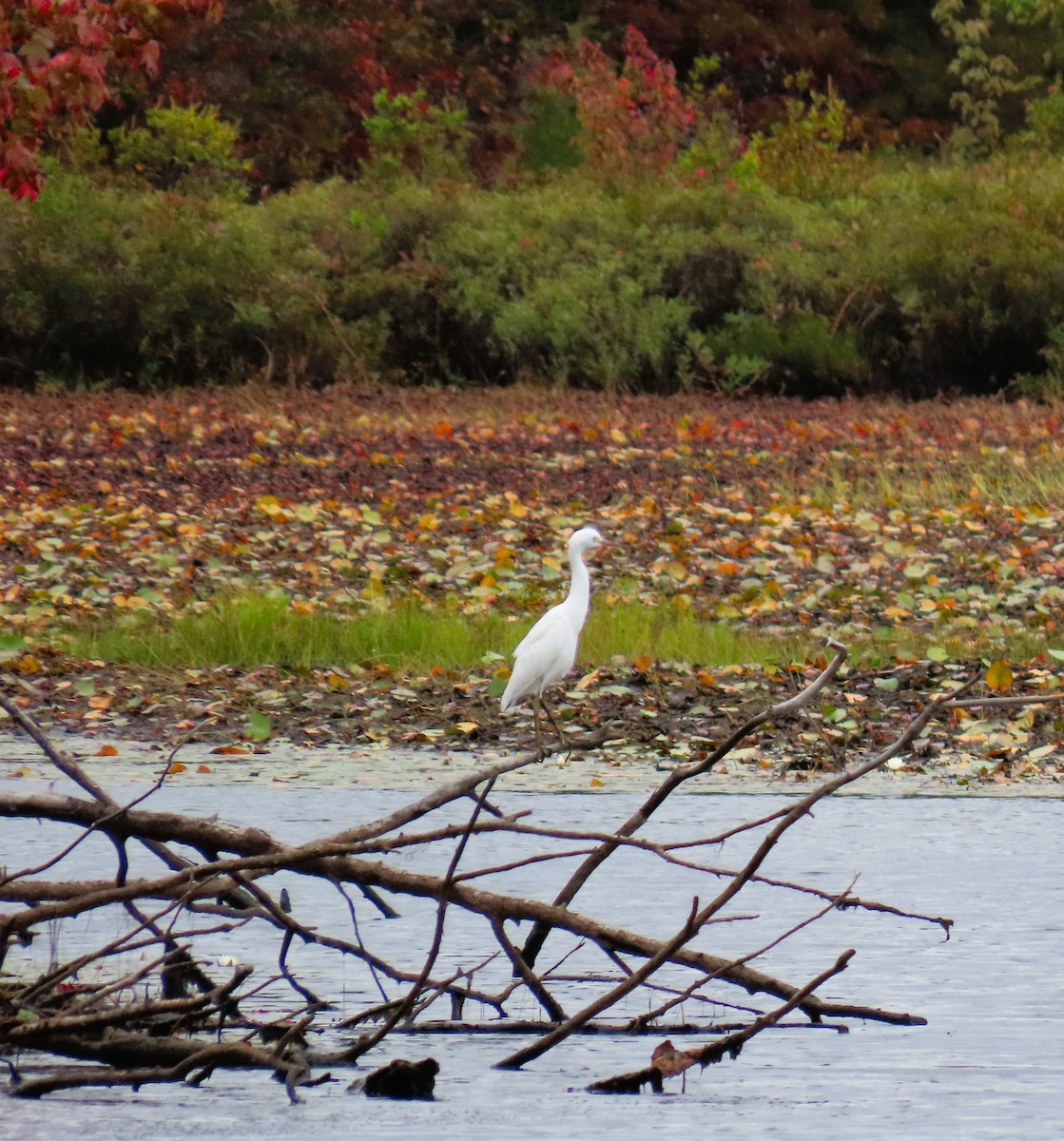 Little Blue Heron - ML623841253