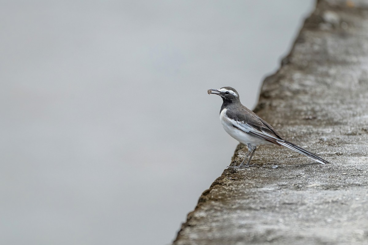 White-browed Wagtail - ML623841264