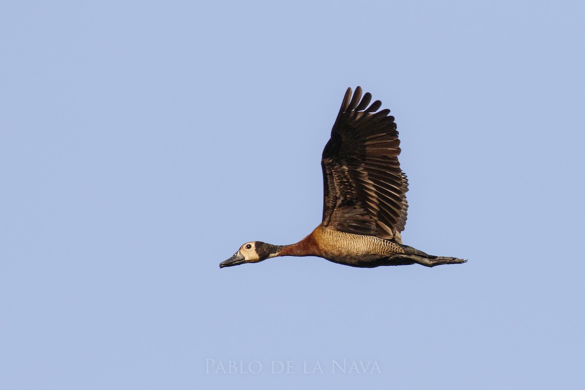 White-faced Whistling-Duck - ML623841273