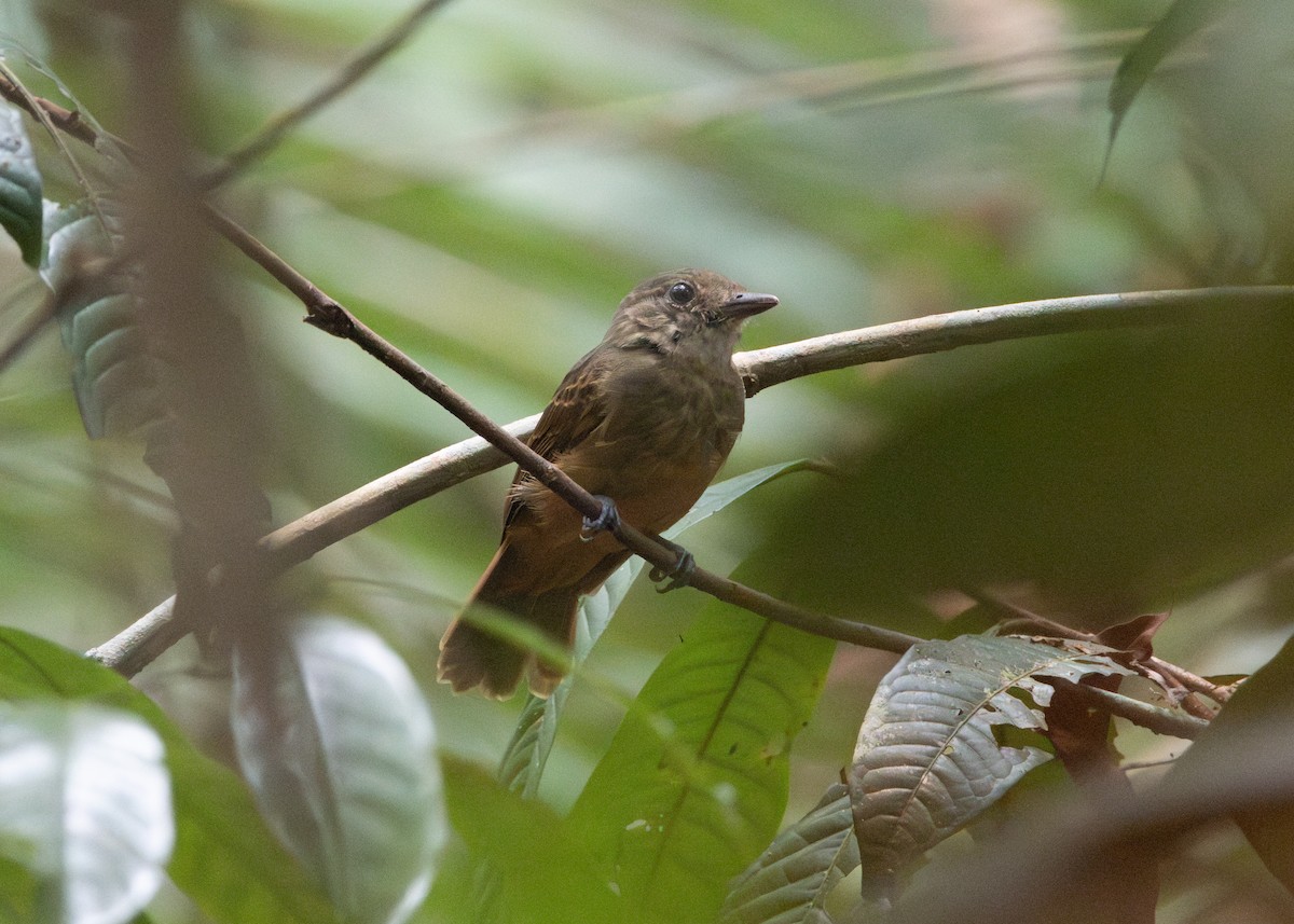 Cinereous Antshrike - ML623841284