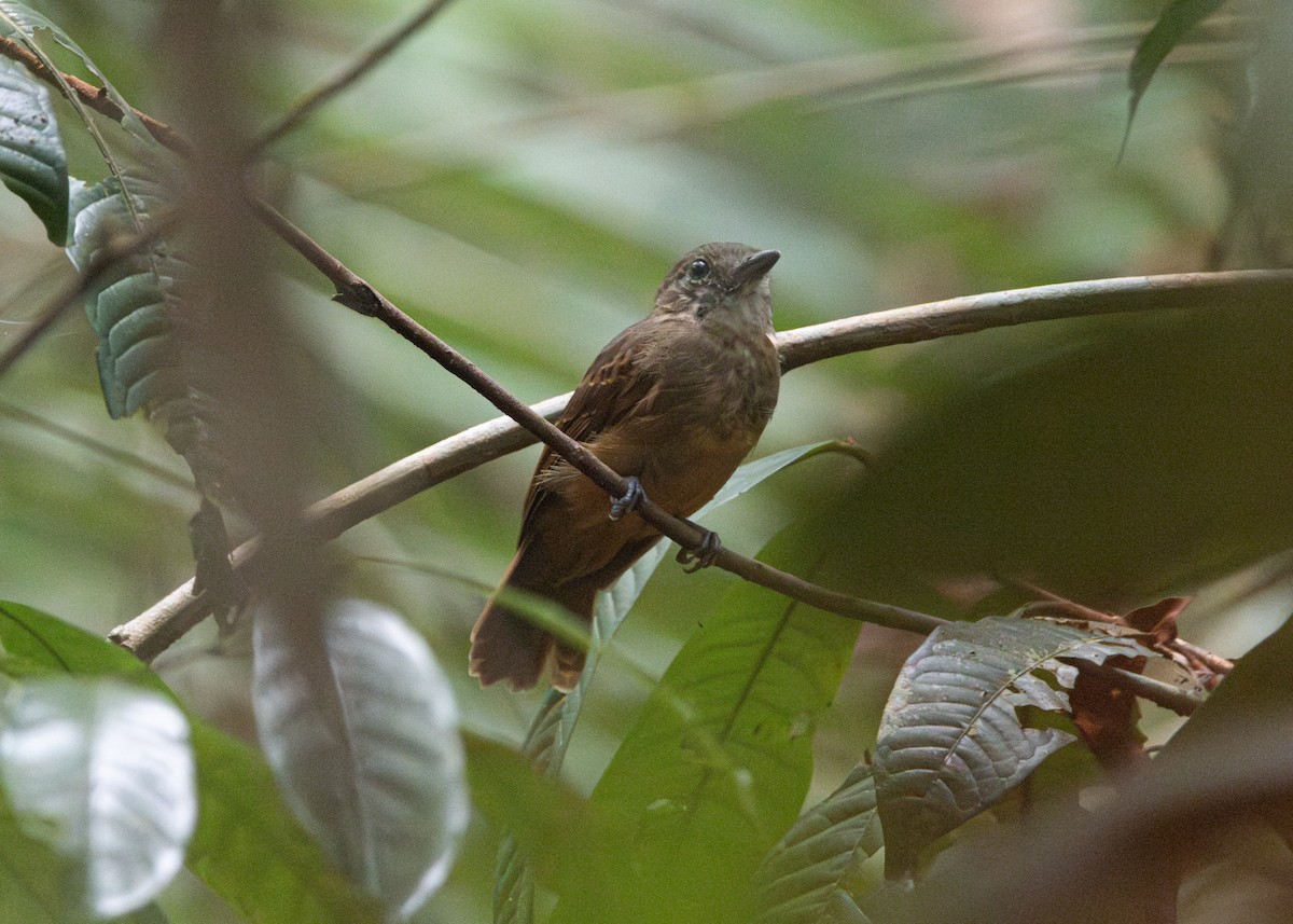 Cinereous Antshrike - ML623841285