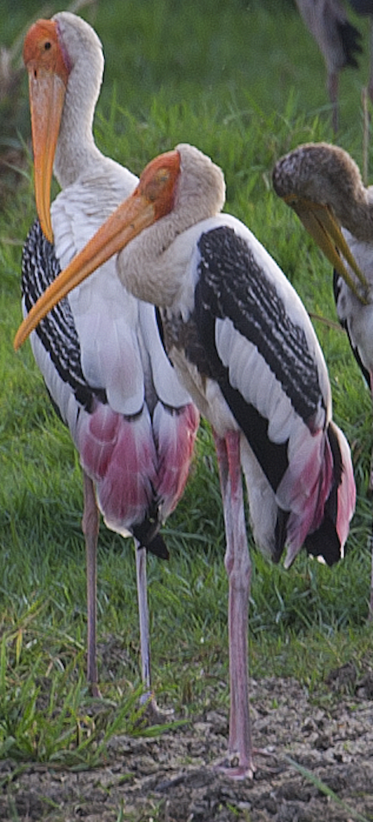 Painted Stork - johnny powell