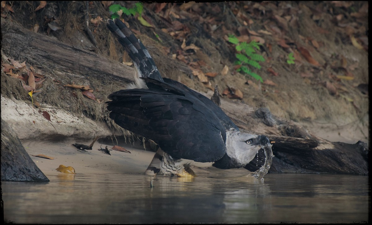 Harpy Eagle - ML623841346