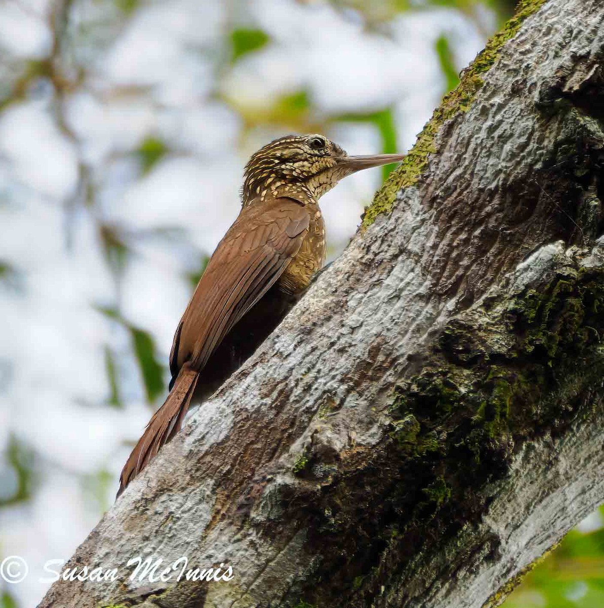 Straight-billed Woodcreeper - ML623841408