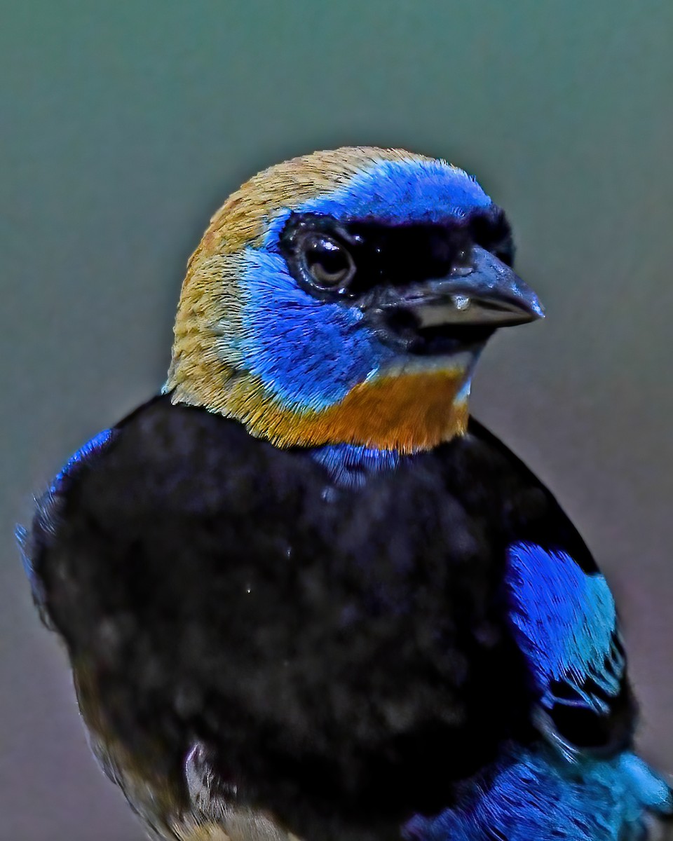 Golden-hooded Tanager - ML623841420