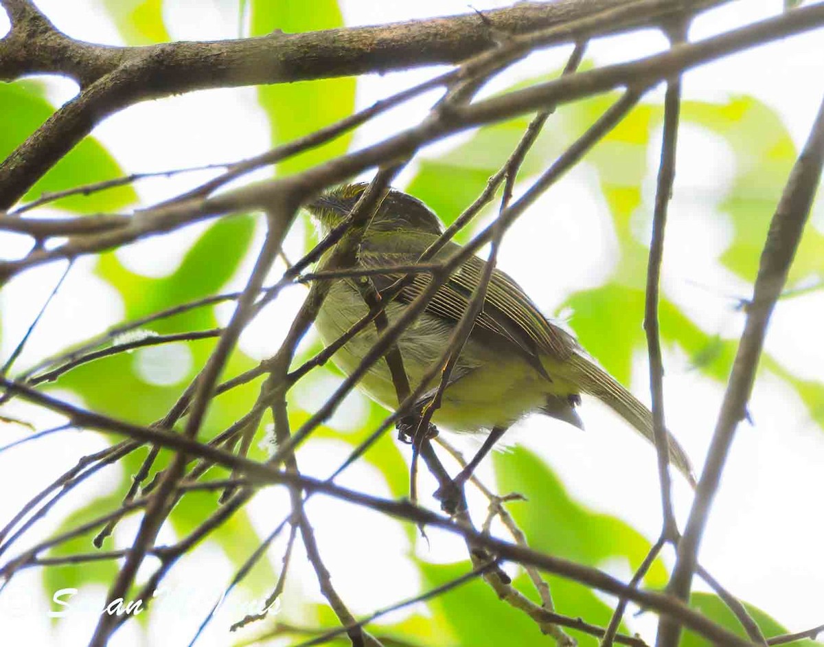 Olive-faced Flatbill - ML623841431