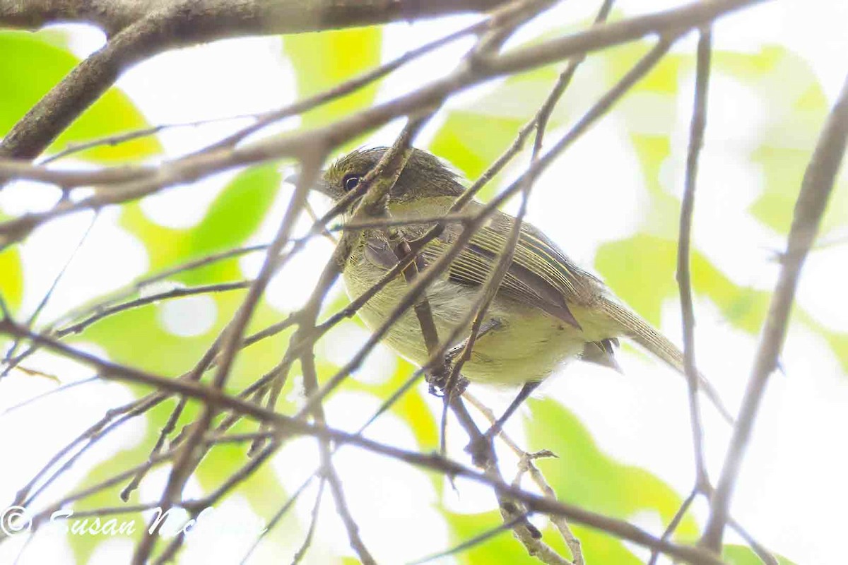 Olive-faced Flatbill - ML623841443