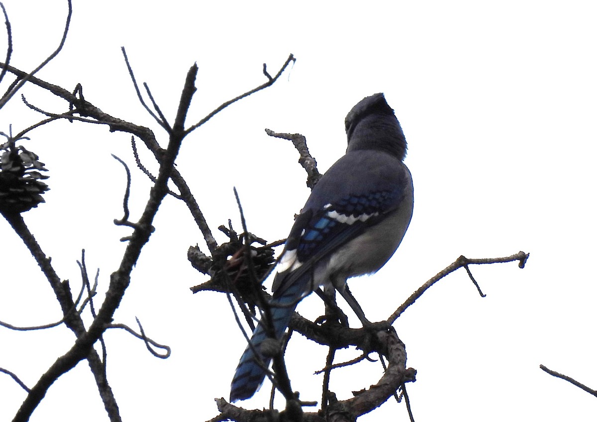 Blue Jay - María Eugenia Paredes Sánchez