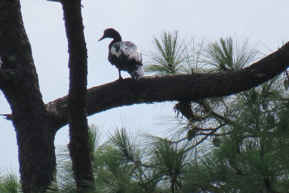 Muscovy Duck - ML623841480