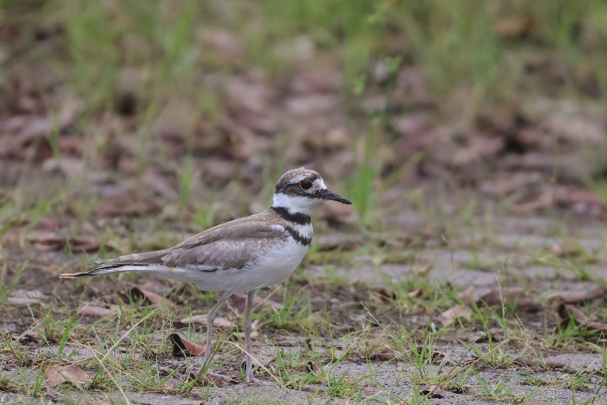 Killdeer - ML623841537