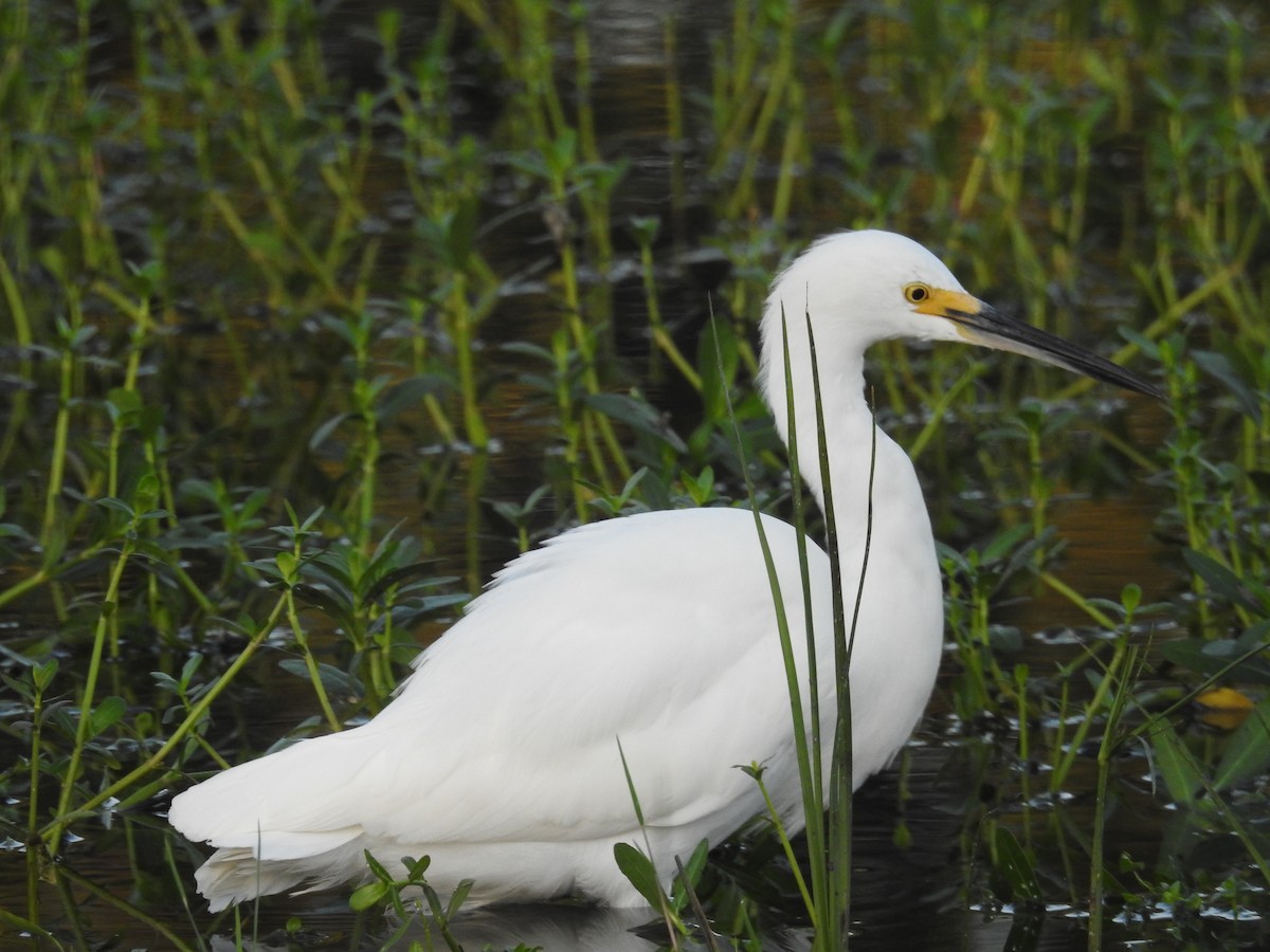 Snowy Egret - ML623841562