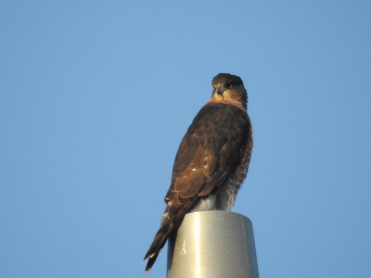 Sharp-shinned Hawk - ML623841571