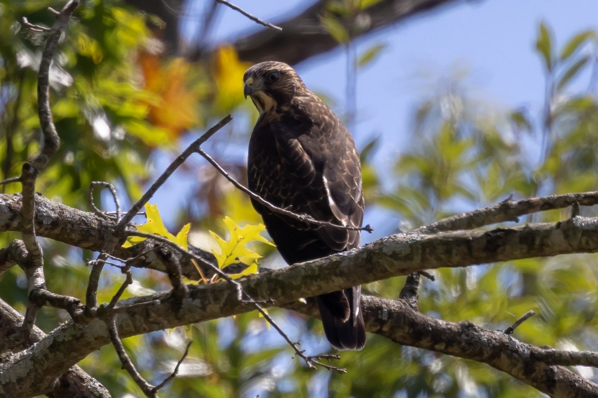 Broad-winged Hawk - ML623841604
