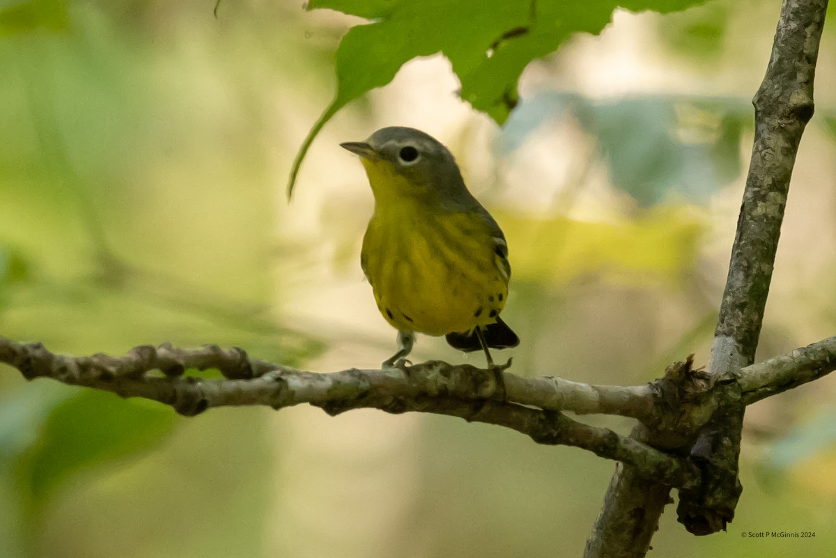 Magnolia Warbler - ML623841616