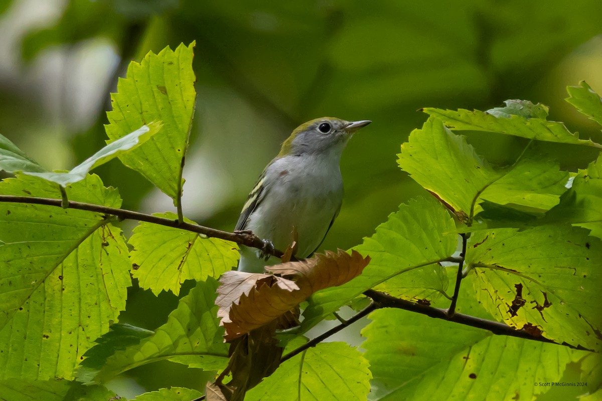 Chestnut-sided Warbler - ML623841638
