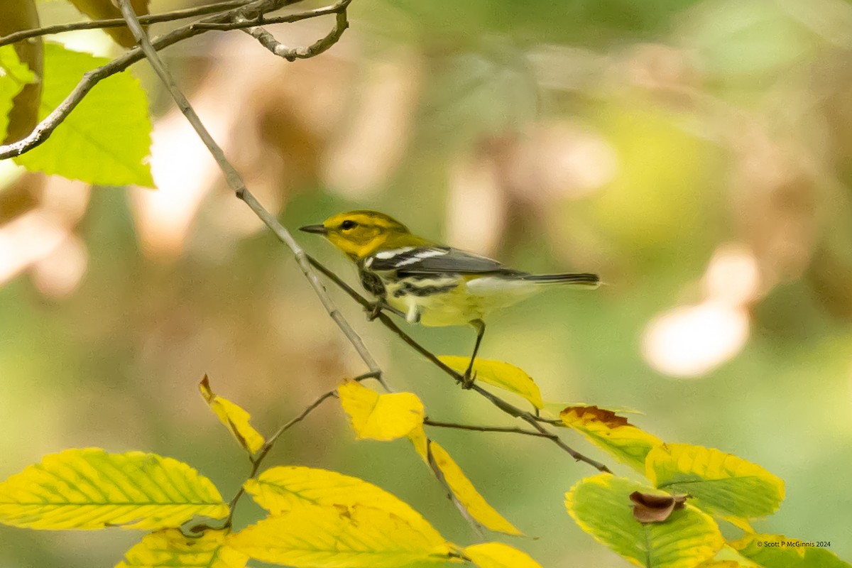 Black-throated Green Warbler - ML623841652