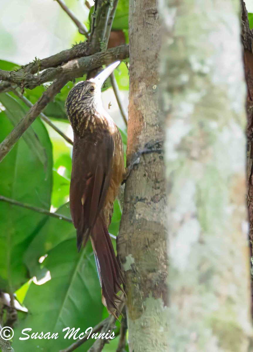 Straight-billed Woodcreeper - ML623841719