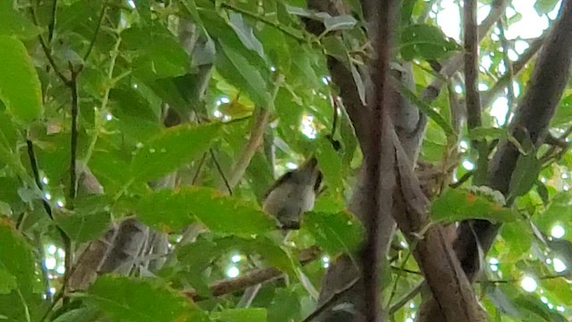 American Redstart - ML623841722