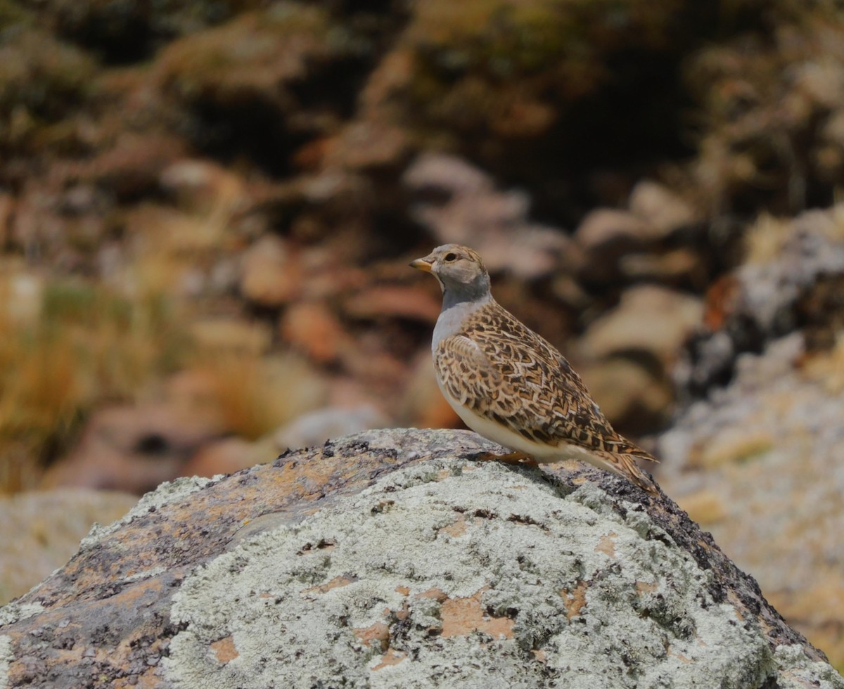 Gray-breasted Seedsnipe - Jesús Cieza www.southbirdingperu.com