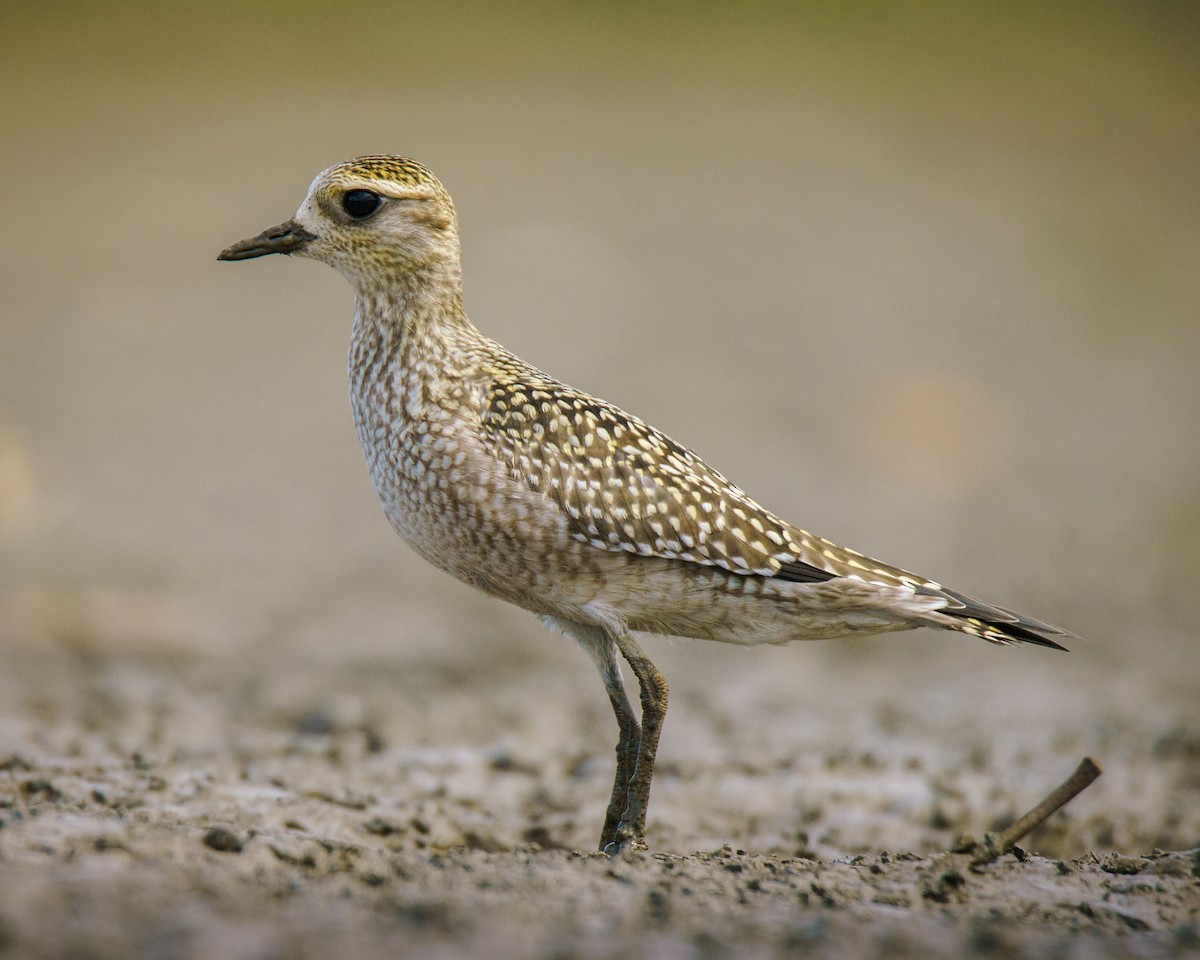 American Golden-Plover - ML623841743