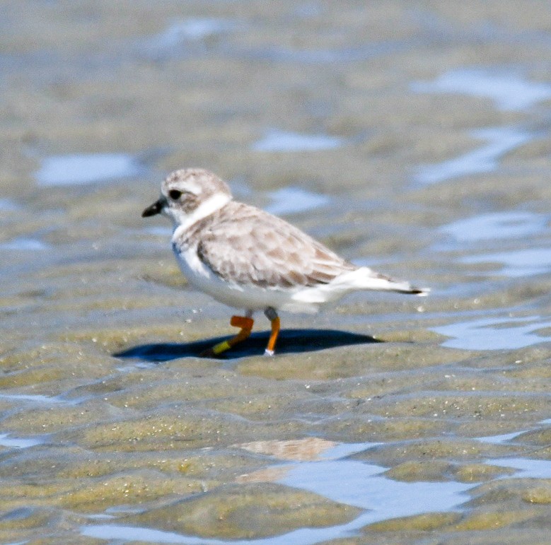 Piping Plover - ML623841761