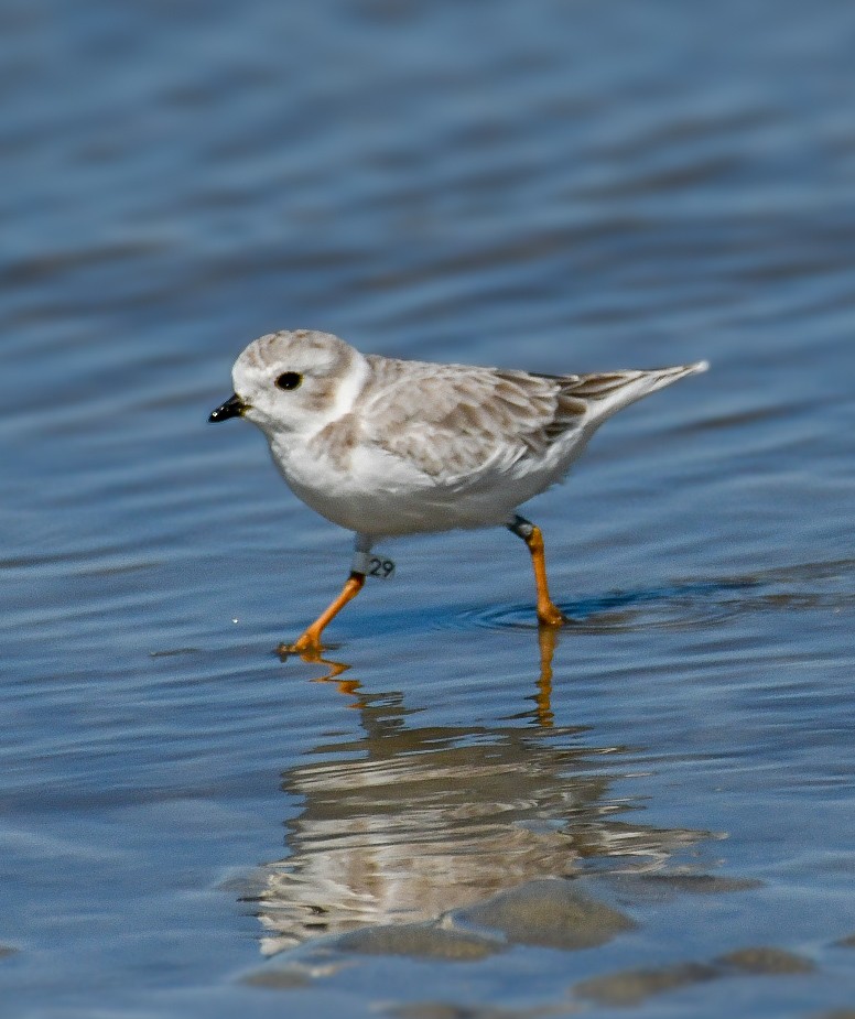 Piping Plover - ML623841762