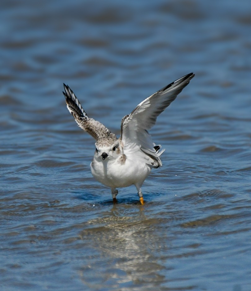 Piping Plover - ML623841764