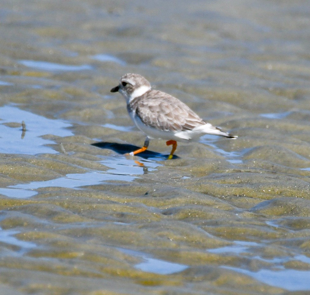 Piping Plover - ML623841766