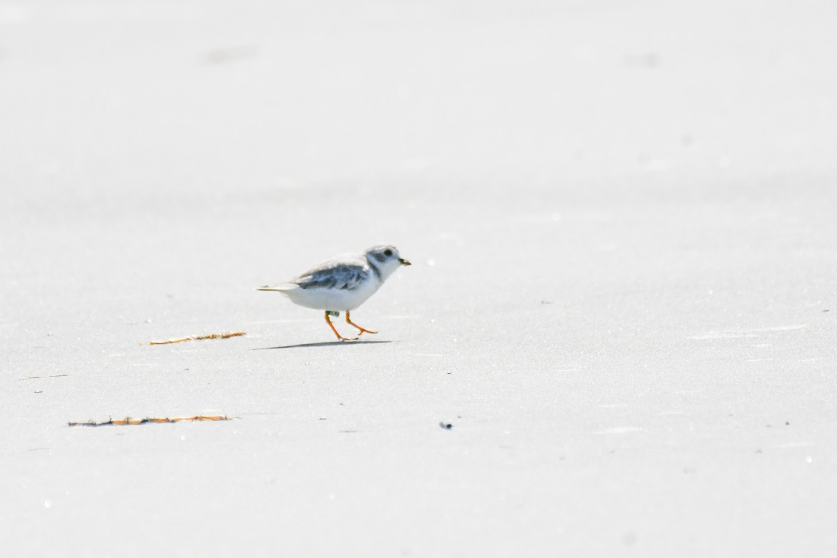 Piping Plover - ML623841767