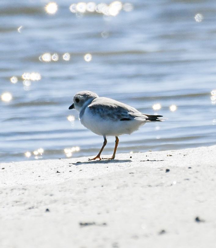 Piping Plover - ML623841768