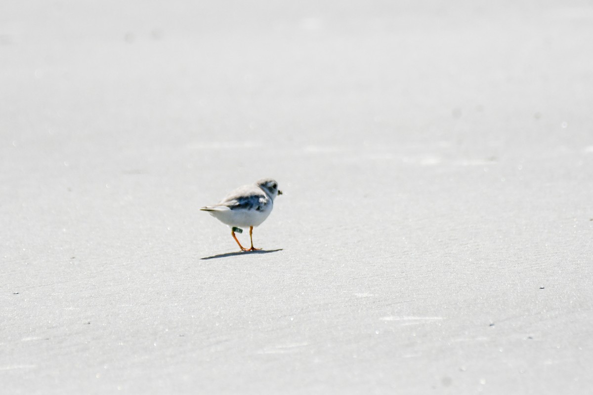 Piping Plover - ML623841769