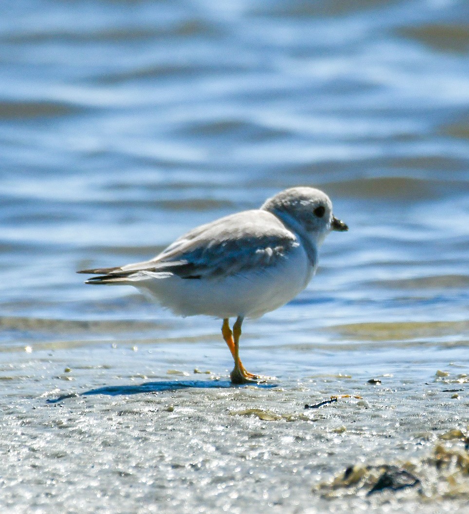 Piping Plover - ML623841771