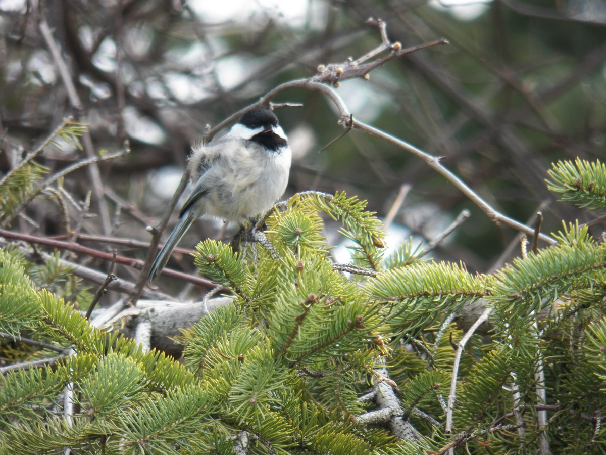 Mésange à tête noire - ML623841788