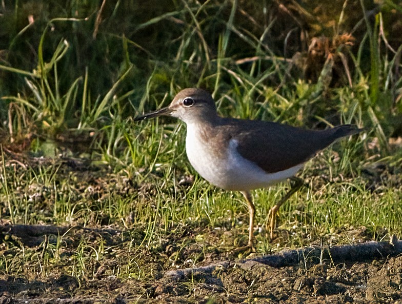 Spotted Sandpiper - ML623841852