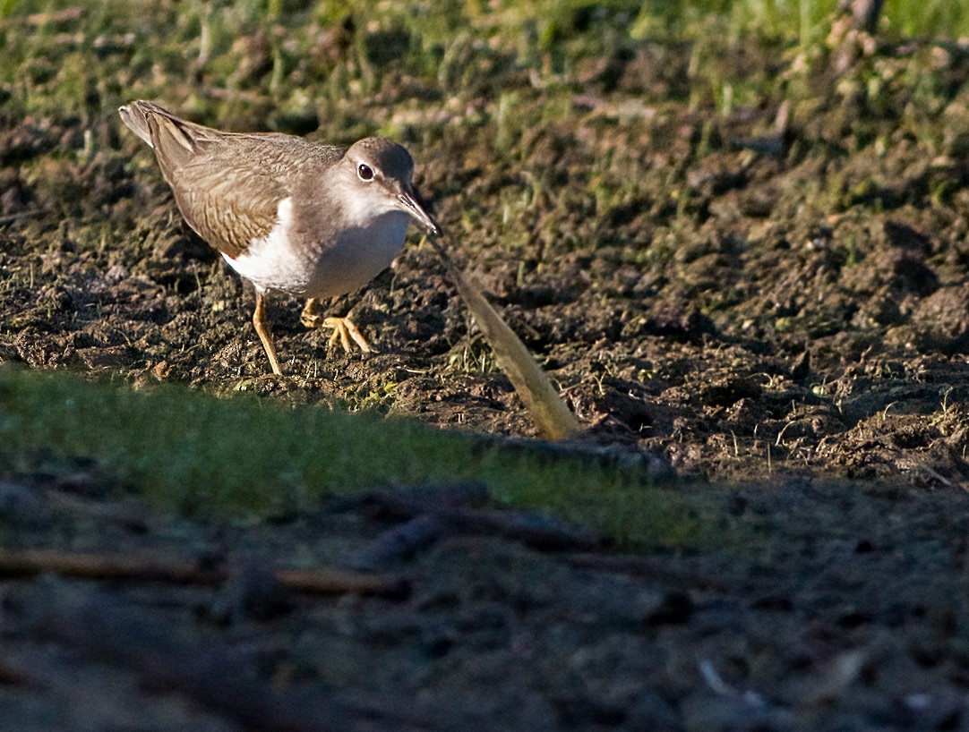 Spotted Sandpiper - ML623841863