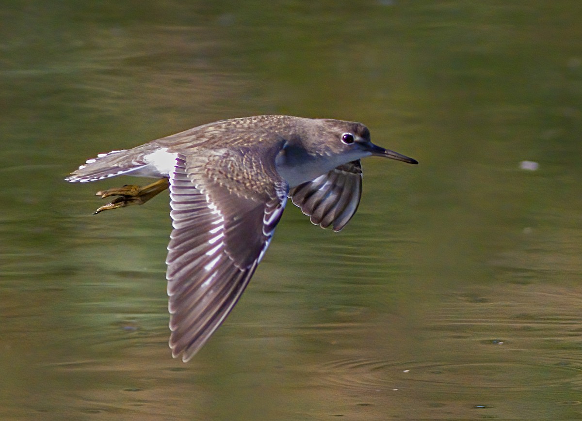 Spotted Sandpiper - ML623841883