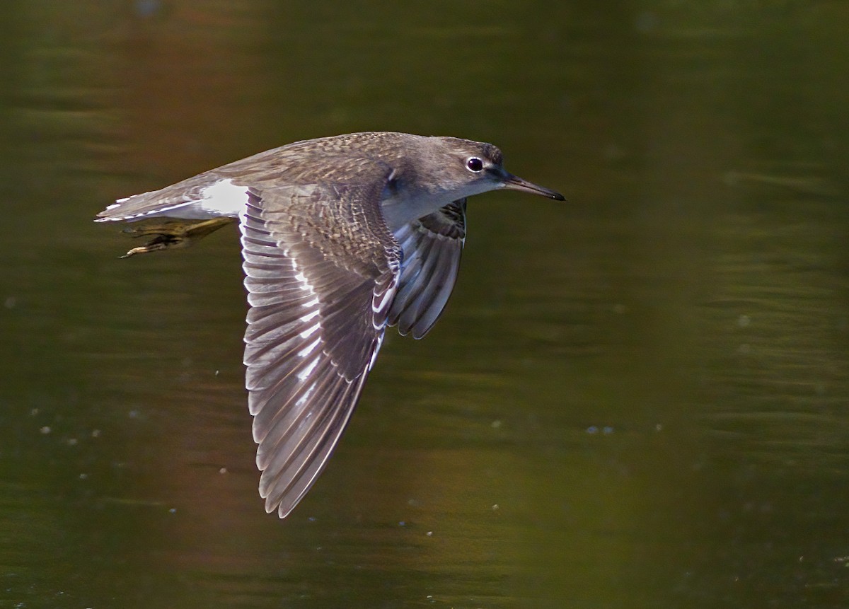 Spotted Sandpiper - ML623841890