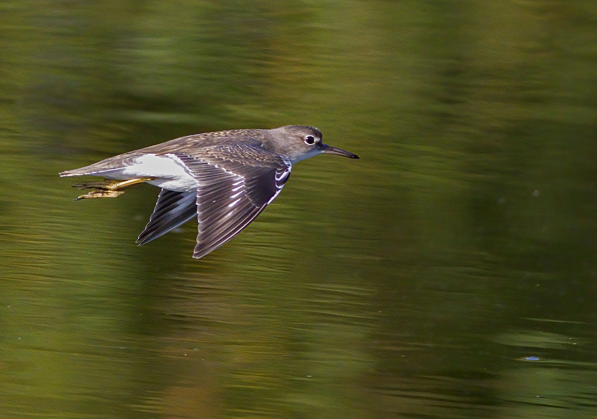 Spotted Sandpiper - ML623841892