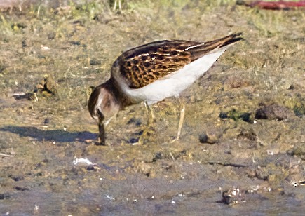 Least Sandpiper - ML623841910