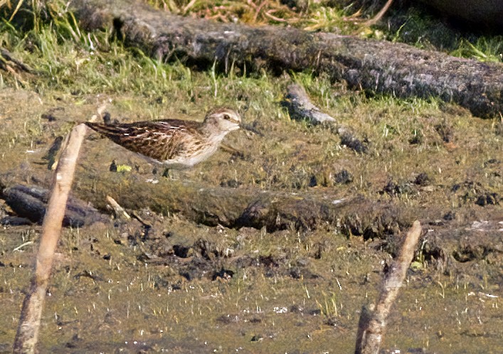 Least Sandpiper - ML623841912