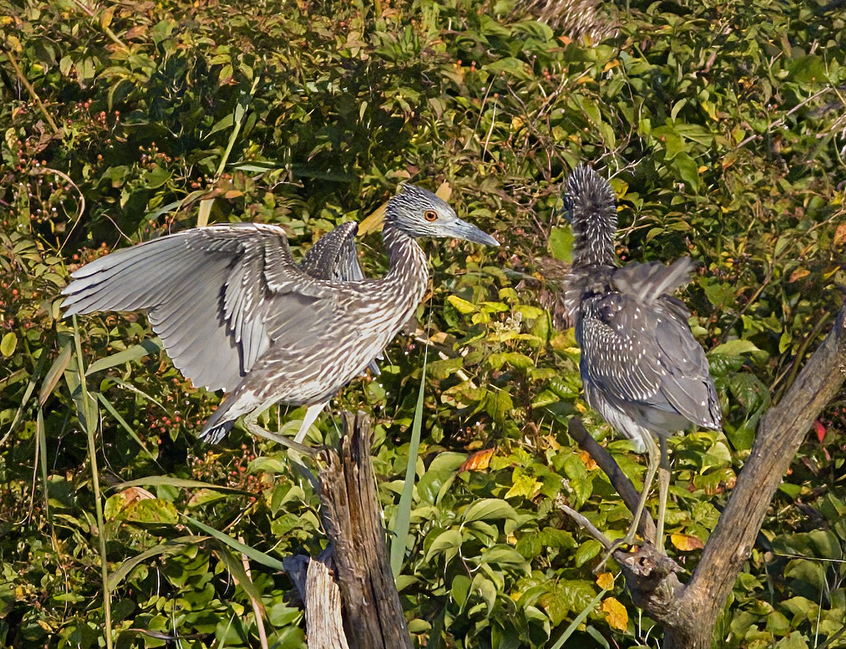 Yellow-crowned Night Heron - ML623841922