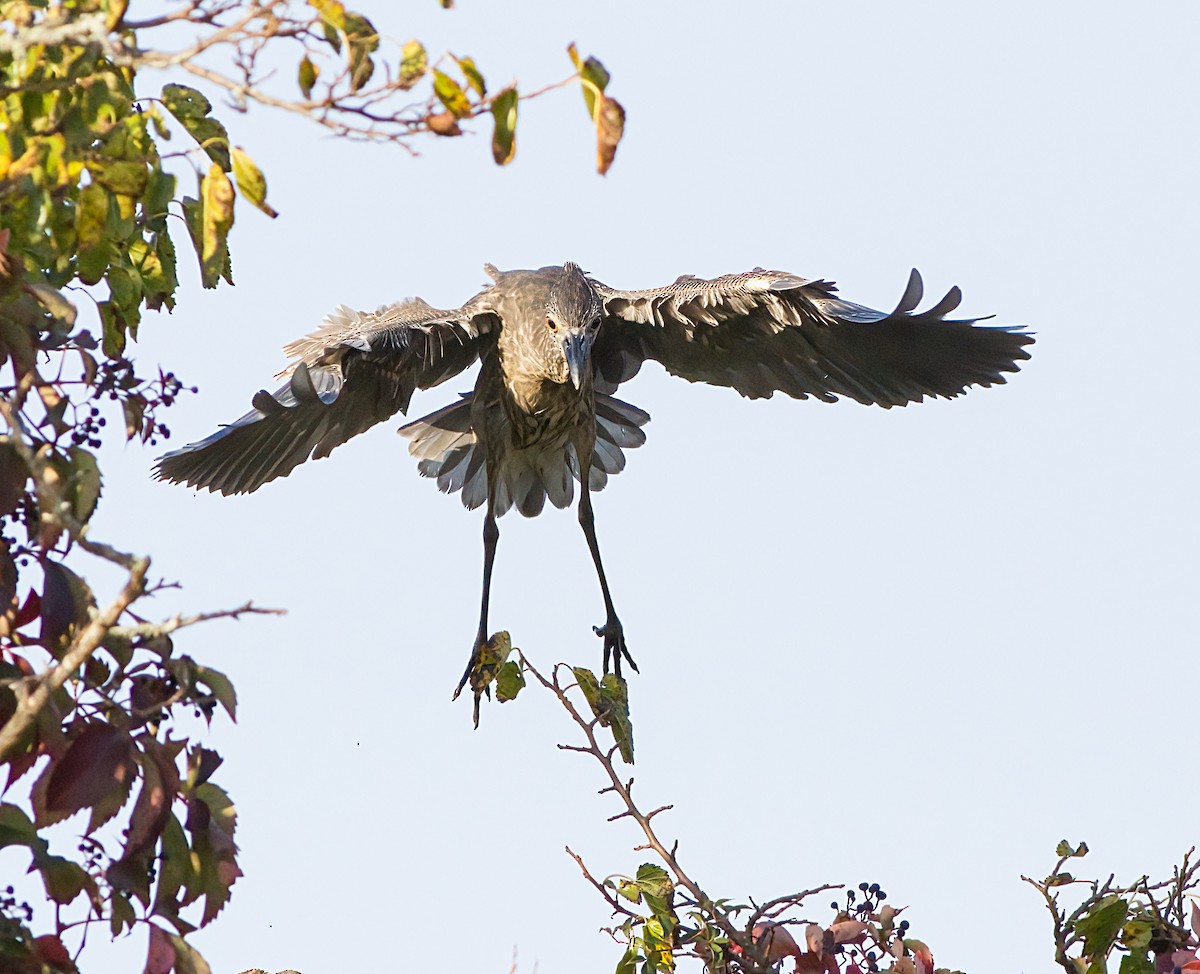 Yellow-crowned Night Heron - ML623841925